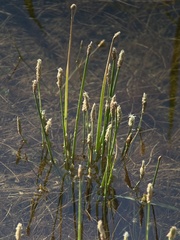 Eleocharis macrostachya