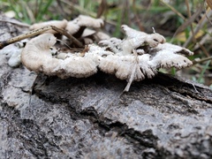 Schizophyllum commune