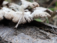 Schizophyllum commune