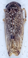Allygidius atomarius