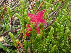 Exobasidium cassiopes