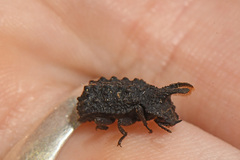 Bolitotherus cornutus