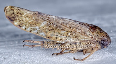 Allygidius atomarius