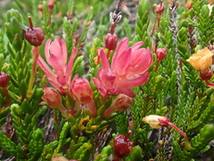 Exobasidium cassiopes