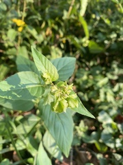 Mirabilis nyctaginea