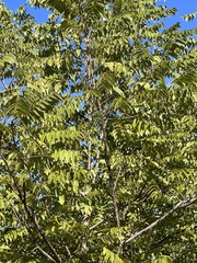 Juglans nigra