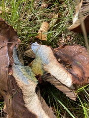 Cyanoboletus pulverulentus