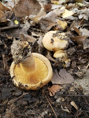 Paxillus involutus