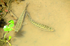 Channa argus