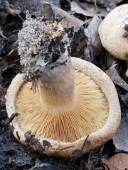 Paxillus involutus