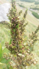 Veratrum album