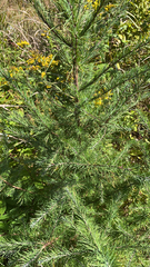 Larix laricina