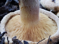 Paxillus involutus