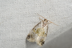 Maliattha synochitis