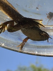 Lithobates catesbeianus