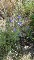 Anchusa azurea