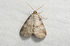 Hyperstrotia pervertens