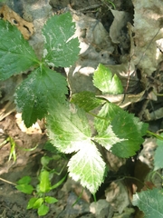 Cryptotaenia canadensis