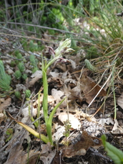 Anacamptis coriophora fragrans