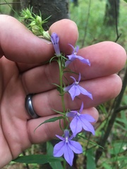 Lobelia