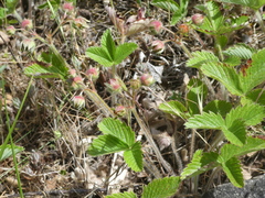 Fragaria viridis