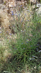 Anchusa azurea