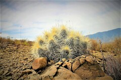 Echinocereus stramineus
