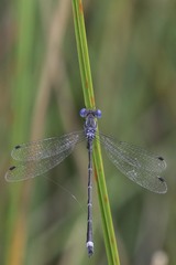 Lestes