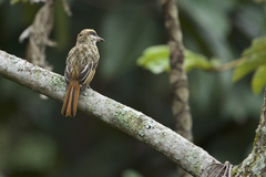 Myiodynastes maculatus