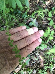 Agrimonia gryposepala