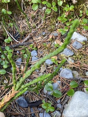 Cassiope tetragona