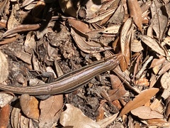 Plestiodon inexpectatus