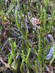 Cassiope tetragona