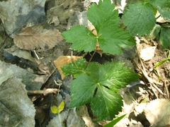 Cryptotaenia canadensis