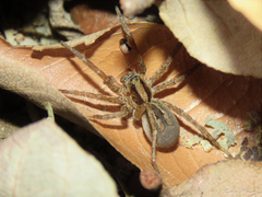 Pavocosa