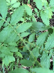 Agrimonia gryposepala