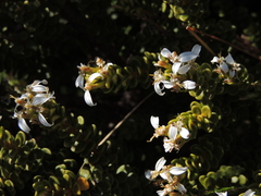 Olearia nummulariifolia