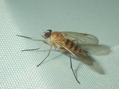 Rhagio lineola