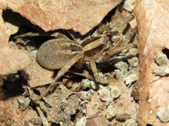Pavocosa
