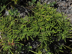 Gleichenia alpina