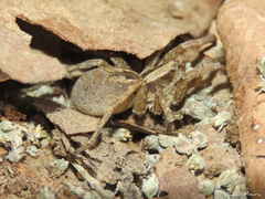 Pavocosa