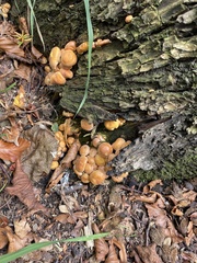 Hypholoma fasciculare