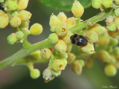 Attagenus fasciatus