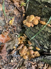 Hypholoma fasciculare