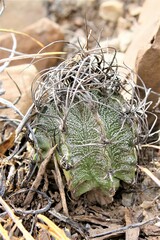 Astrophytum capricorne