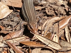 Plestiodon inexpectatus