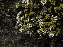 Olearia nummulariifolia