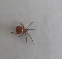 Araneomorphae