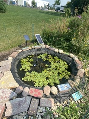 Alchemilla mollis