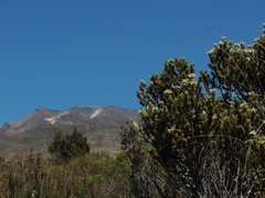 Olearia nummulariifolia